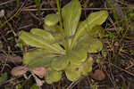 Seaside brookweed <BR>Water pimpernel